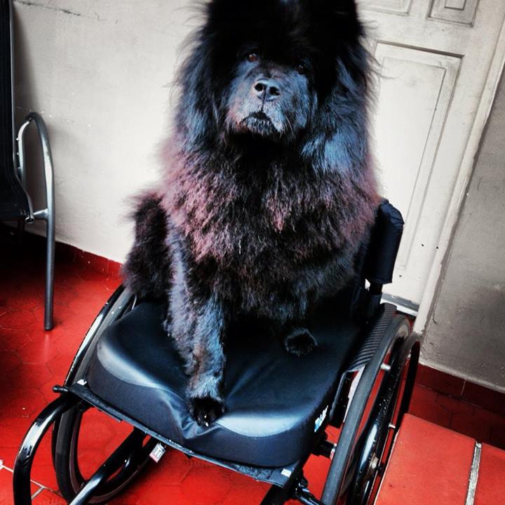 une boule de poil sur un fauteuil roulant... mais c'est mon chien, non?!