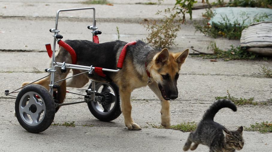 un chien avec une aide sur roulette pour les pattes arrire
