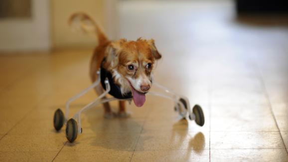un chien avec une aide sur roulette pour les pattes avant