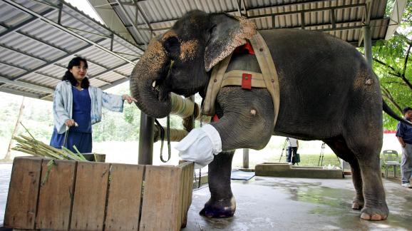 un lphant avec une prothse  une patte avant