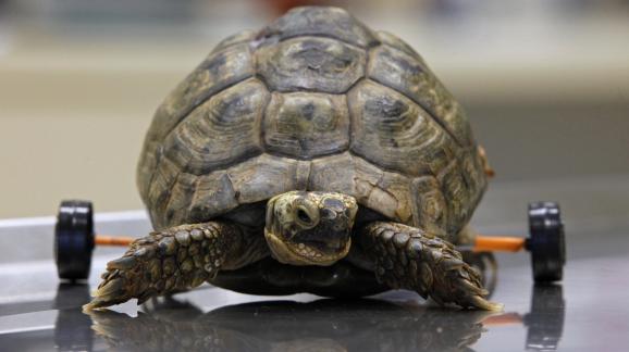 une tortue avec une aide sur roulette  l'arrire