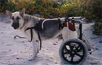 Wheelchairs for Dogs Wheelchairs for Dogs